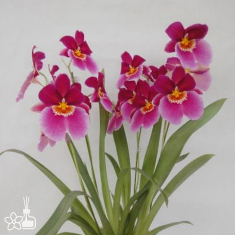 [Bare-Root]Miltoniopsis Enzan Rider 'Spring Purple Sight' [Sept Preorder 25]
