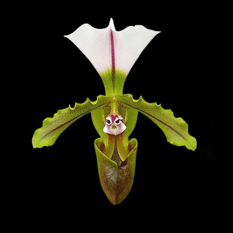 [Bare-root]Paph.spicerianum'leave small' 短葉小青蛙 [Feb Preorder]