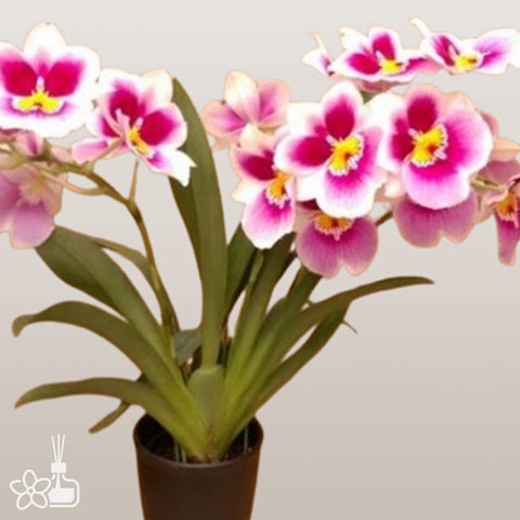 [Bare-Root]Miltoniopsis Enzan Spring 'White Nebura' [Sept Preorder 25]