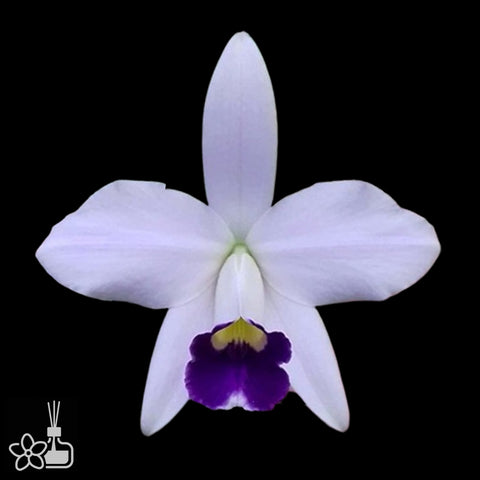 [Bare-root]Laelia pumila caerulea x self  [Aug Cattleya]