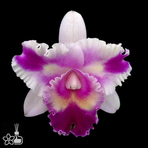 [Bare-root]Bc.Turandot alba xxx x Blc. Mary´s song  [Aug Cattleya]