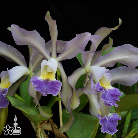 [Bare-root]C.Whitei Caerulea [Aug Cattleya]