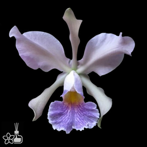 [Bare-root]C.Whitei Caerulea [Aug Cattleya]
