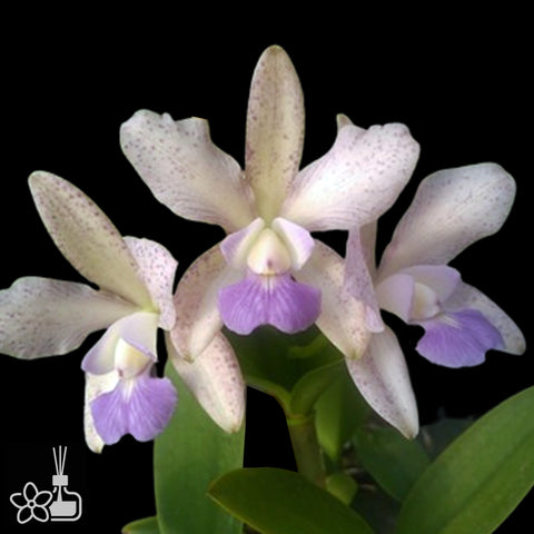 [Bare-root]C.Sororia Caerulea [Aug Cattleya]