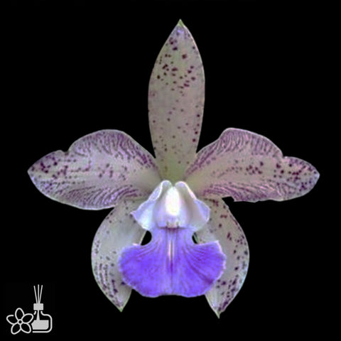 [Bare-root]C.Sororia Caerulea [Aug Cattleya]