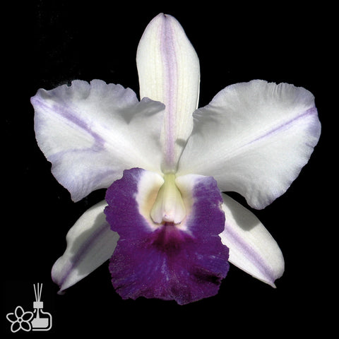 [Bare-root]Lc.Mem Robert Strait Blue Hawaii [Aug Cattleya]