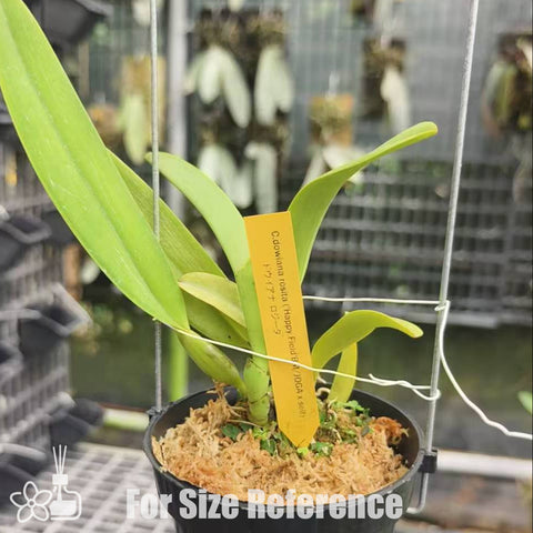 [Bare-root]C.dowiana rosita 'Happy Field'BM/JOGA[Aug Special Order]
