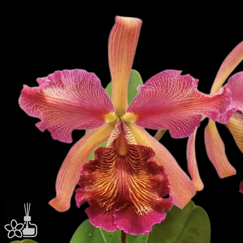 [Bare-root]C.dowiana rosita 'Happy Field'BM/JOGA[Aug Special Order]