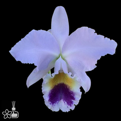 [Bare-root]C. labiata var. coerulea 藍拉比 [Aug Special Order]