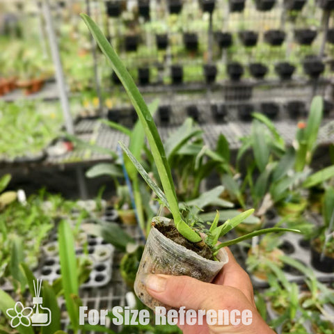 [Bare-root]C. mossiae f. semi alba striata 半白莫西插角 [Aug Special Order]
