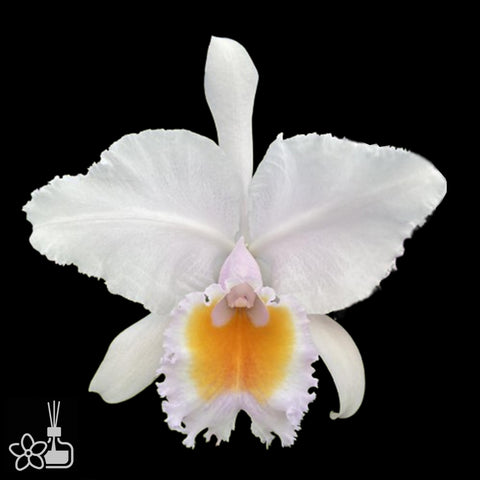 [Bare-root]C schroederae 舒羅 'concolor CH #1 X Copacabana' [Aug Special Order]