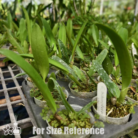 [Bare-root]C. schroederae 舒羅 'ameciana'[Aug Special Order]
