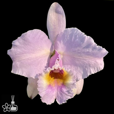 [Bare-root]C. schroederae 舒羅 'ameciana'[Aug Special Order]