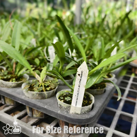 [Bare-root]C mossiae tipo  莫西 'CH#3 x pink square' [Aug Special Order]