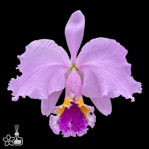 [Bare-root]C mossiae tipo  莫西 'CH#3 x pink square' [Aug Special Order]