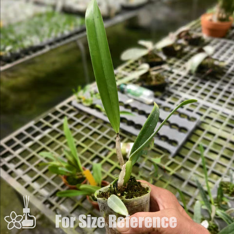[Bare-root]C. percivaliana coerulea 藍帕西[Aug Special Order]