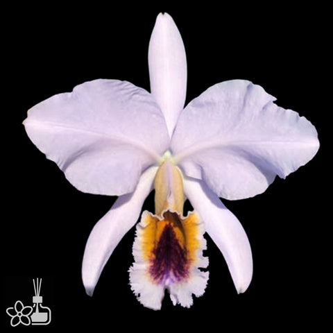 [Bare-root]C. percivaliana coerulea 藍帕西[Aug Special Order]