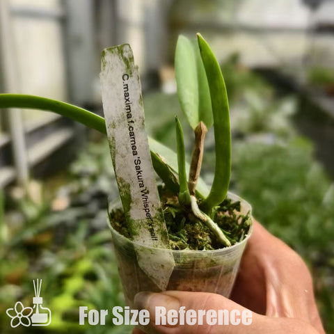 [Bare-root]C. maxima f . carnea 'sakura whisper' 樱花馬 [Aug Special Order]
