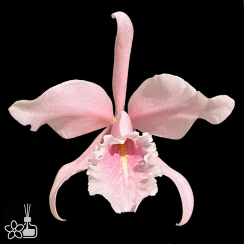 [Bare-root]C. maxima f . carnea 'sakura whisper' 樱花馬 [Aug Special Order]