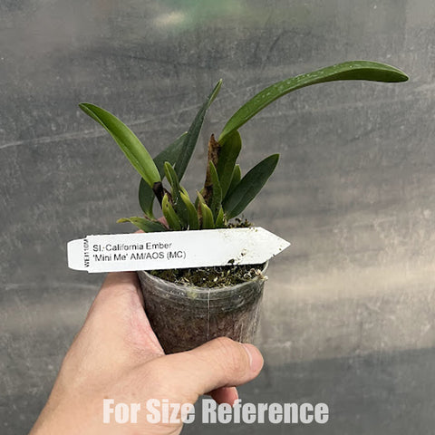 [Bare-root]Cattleya California Ember 'Mini Me' AM/AOS [Aug Preorder]