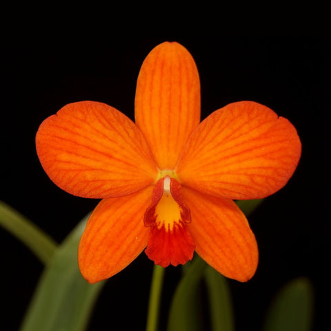 [Bare-root]Cattleya California Ember 'Mini Me' AM/AOS [Aug Preorder]