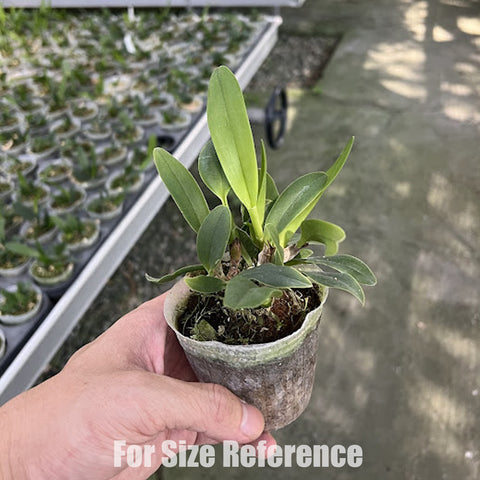 [Bare-root]Cattleya Jungle Beau [Aug Preorder]
