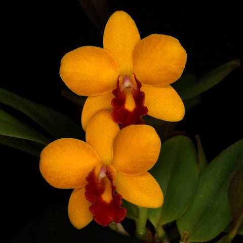 [Bare-root]Cattleya Jungle Beau [Aug Preorder]