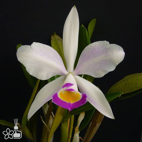 [Bare-root]Cattleya x brymeriana f. semialba [Aug Preorder]