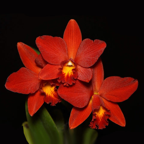 [Bare-root] Cattlianthe Little Hazel 小哈雷 [Aug Preroder]