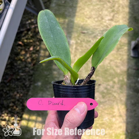[Bare-root]Cattleya Dinard 'Blue Heaven' AM/AOS [Aug Preorder]