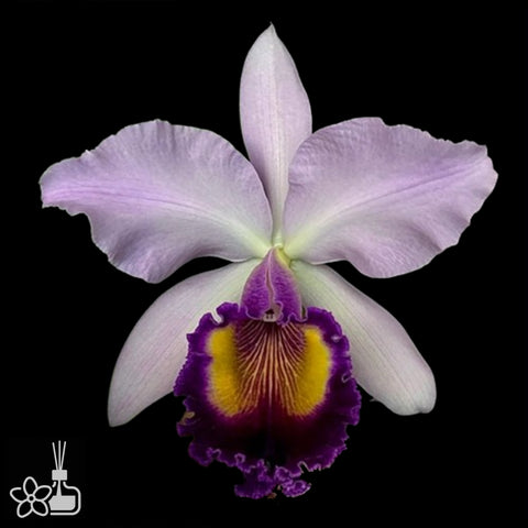 [Bare-root]Cattleya Dinard 'Blue Heaven' AM/AOS [Aug Preorder]