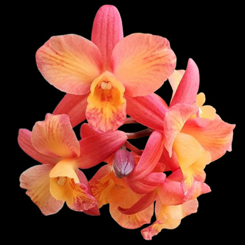 [Bare-root]Cattleya Tangerine Fire 'Mini-Sun' 小太陽 [Aug Preorder]