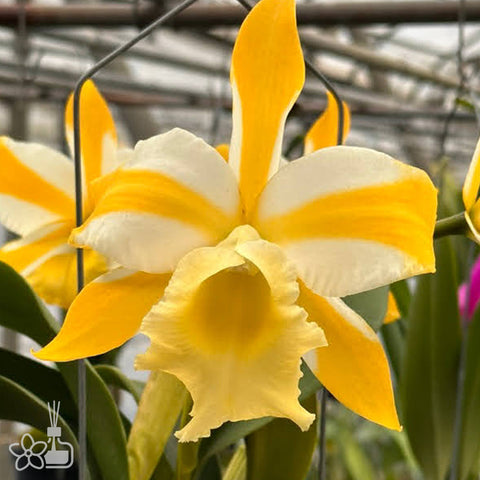 [Bare-root]Rhyncholaeliocattleya Hua Young Gold 華陽黃金 [Aug Preorder]
