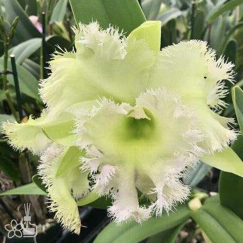 [Bare-root]Rhyncholaeliocattleya Golf Green [Aug Preorder]