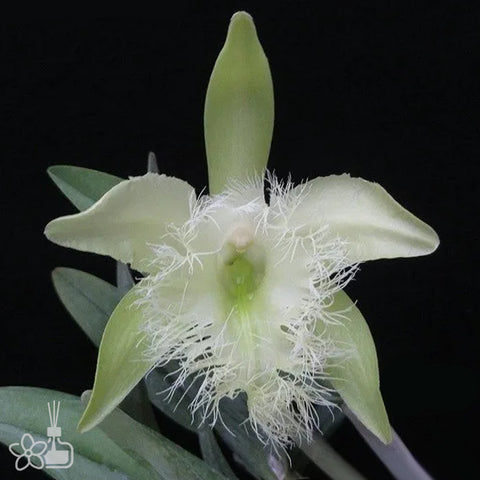 [Bare-root]Rhyncholaelia digbyana [Aug Preorder]