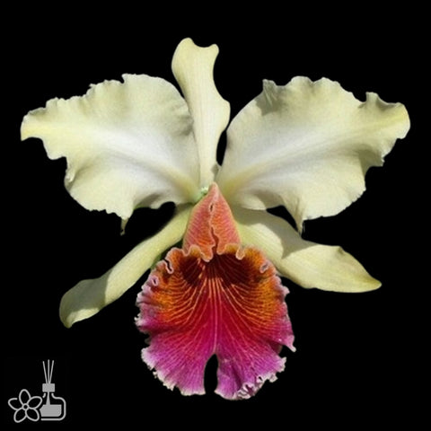 [Bare-root]C.dowiana aurea x sibling [Aug Cattleya]