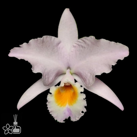 [Bare-root]C.labiata roxo bispo urbano x concolor [Aug Cattleya]
