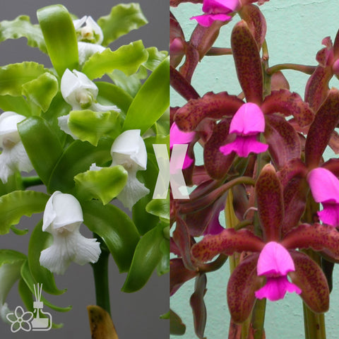[Bare-root]C.tigrina alba x vinicolor [Aug Cattleya]