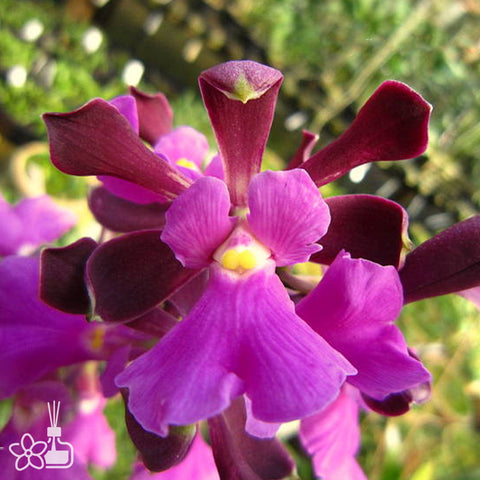 [Bare-root]Encyclia cordigera rubra x tipo [Aug Cattleya]