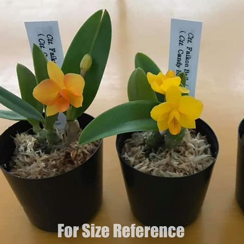 [Bare-root]Cattlianthe Faikon Ball  黃花小公主 [Aug Preorder]