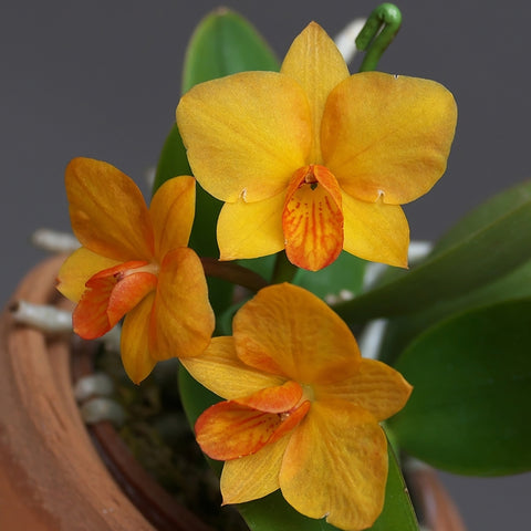 [Bare-root]Cattlianthe Faikon Ball  黃花小公主 [Aug Preorder]