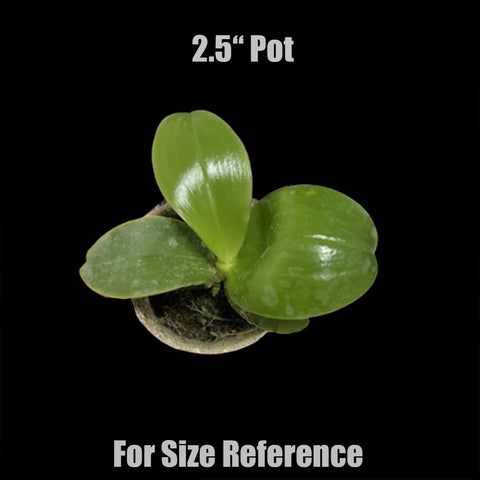 [Bare-root]Phal. violacea f. indigo 螢光硬地狗[Aug Preorder]