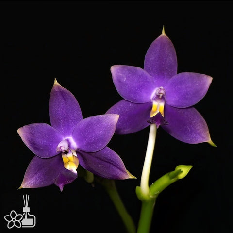 [Bare-root]Phal. violacea f. indigo 螢光硬地狗[Aug Preorder]
