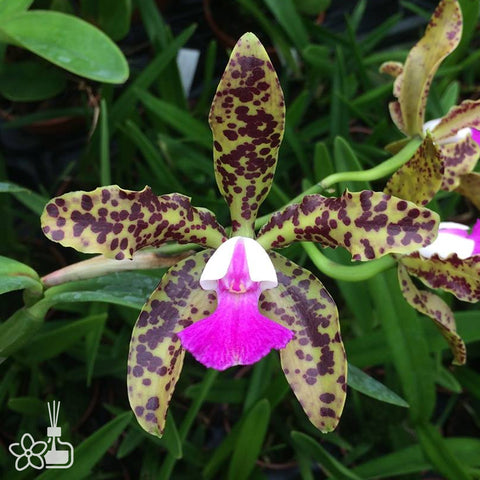 [Bare-root]C.Landate [Aug Cattleya]