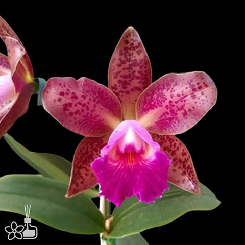[Bare-root]C.schilleriana x Blc. Durigan 4n [Aug Cattleya]