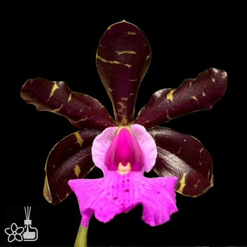 [Bare-root]C. aclandiae negra x self [Aug Cattleya]