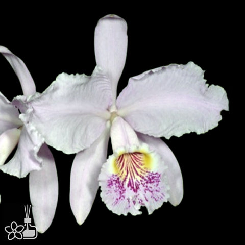 [Bare-root]C. lueddemanniana santa barbara x clarice [Aug Cattleya]