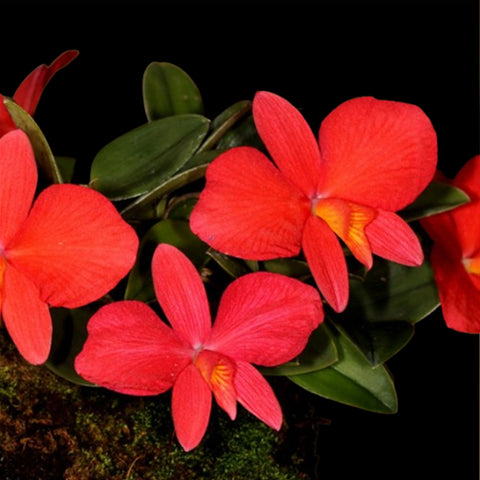 [Bare-root]Sophronitis brevipedunculata [Aug Cattleya]