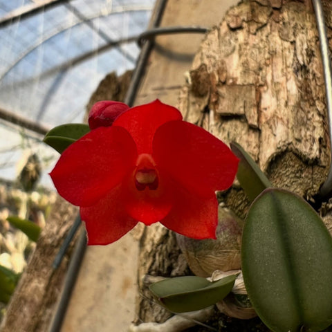 [Bare-root]Sophronitis cernua rubi x self [Aug Cattleya]