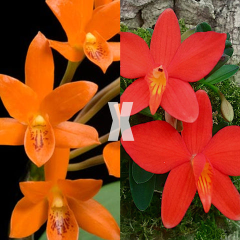 [Bare-root]C.guarianthe aurantiaca x sophronitis coccinea [Aug Cattleya]